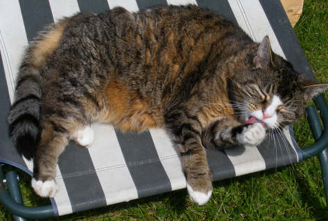 cattery - cat cleaning himself