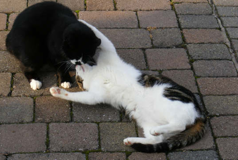 cats playing