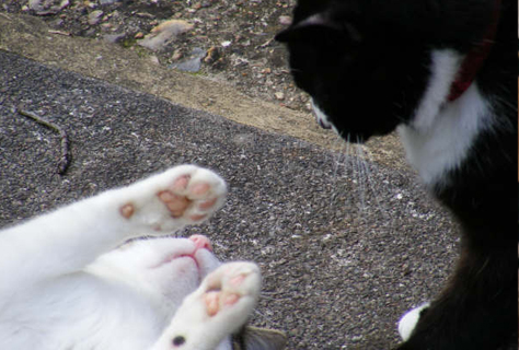 cattery - cats playing