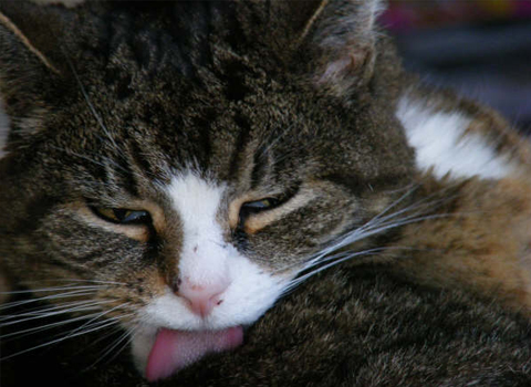 Third Scroller Image