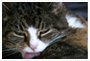 cat cleaning himself