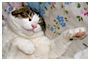 cat taking a nap