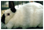 rabbit image