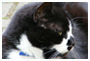 cat with black nose