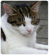 cat dozing 