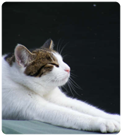 cat stretching
