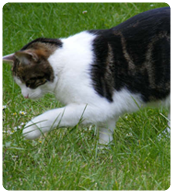 cat walking through the grass