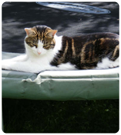 cat resting in the sun