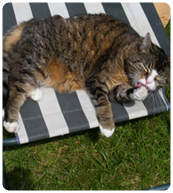 cat basking on deck chair