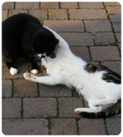 cats playing together