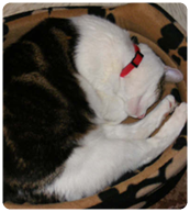 cat curled up in his bed